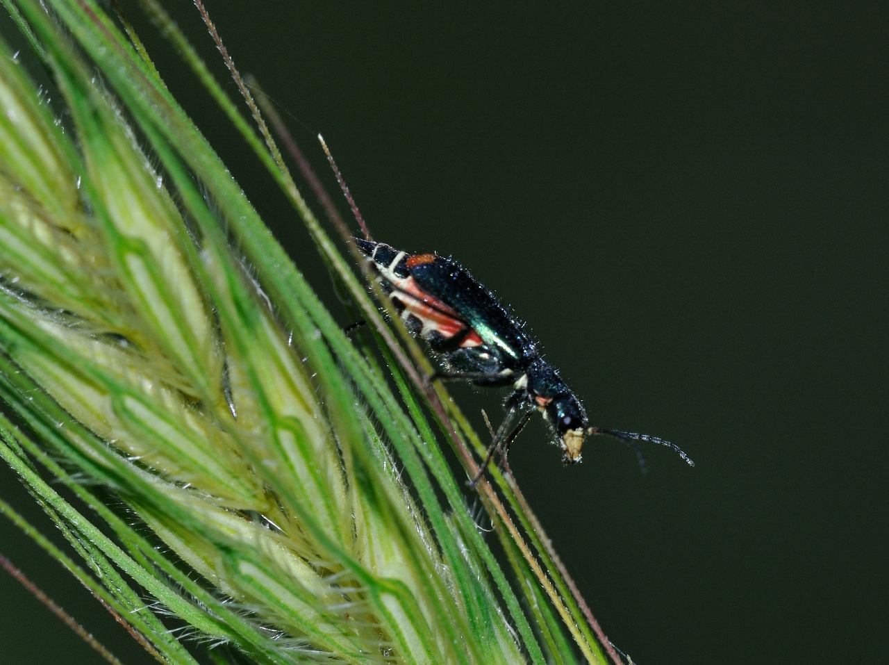 Malachius bipustulatus ?